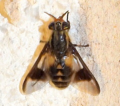 Chrysops callidus