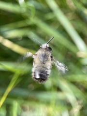 Anthophora plumipes