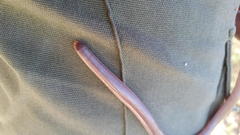 Rhinotyphlops lalandei