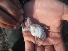 Tomopterna delalandii