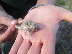 Tomopterna delalandii