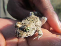 Tomopterna delalandii