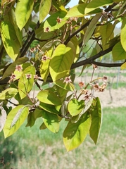 Amelanchier × lamarckii