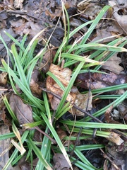 Carex hirtifolia
