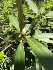 Rhododendron maximum