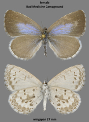 Celastrina asheri