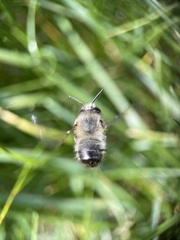 Anthophora plumipes