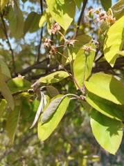 Amelanchier × lamarckii