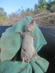 Myosorex varius