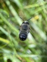 Anthophora plumipes