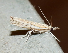 Fissicrambus quadrinotellus