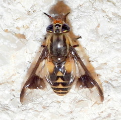 Chrysops callidus