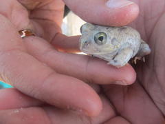 Tomopterna delalandii