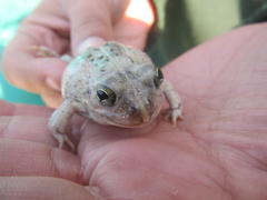 Tomopterna delalandii