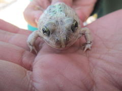 Tomopterna delalandii