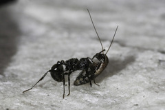 Myrmicaria nigra