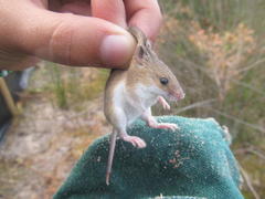 Mus minutoides minutoides