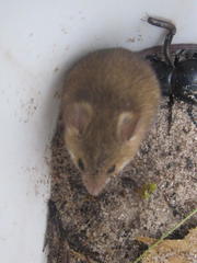 Mus minutoides minutoides