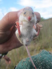 Mus minutoides minutoides