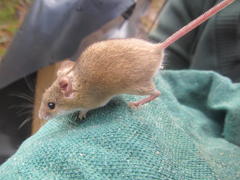 Mus minutoides minutoides