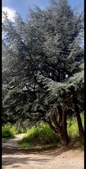 Cedrus