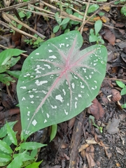 Caladium bicolor image