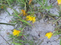 Lampranthus explanatus