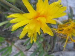 Lampranthus explanatus