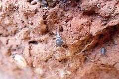 Insecta