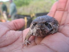 Breviceps rosei rosei