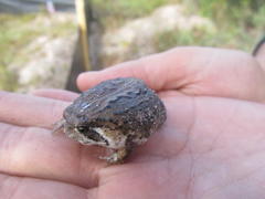 Breviceps rosei rosei