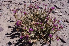Cistanthe salsoloides