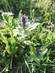 Ajuga genevensis