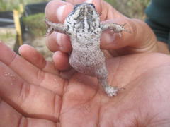 Breviceps rosei rosei