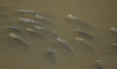 Prochilodus lineatus