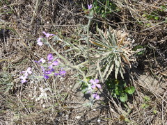 Matthiola tricuspidata