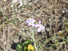 Matthiola tricuspidata