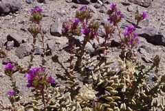 Cistanthe salsoloides