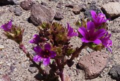 Cistanthe salsoloides