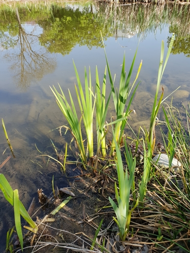 Broad-leaf Cattail foliage