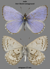 Celastrina asheri