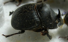Copris hispanus