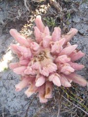 Hyobanche sanguinea