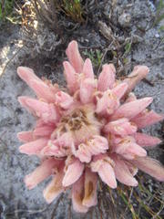 Hyobanche sanguinea