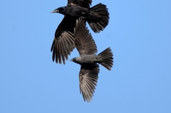 Corvus monedula