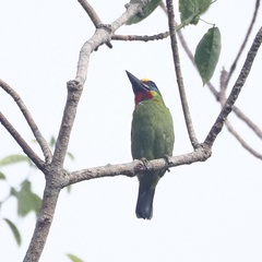 Psilopogon mystacophanos