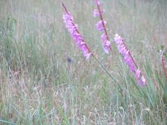 Watsonia lepida
