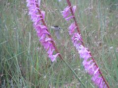 Watsonia lepida