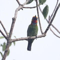 Psilopogon mystacophanos