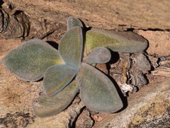 Deilanthe peersii